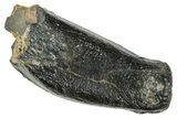 Fossil Desmostylus (Hippo-Like Animal) Premolar - California #241169-2